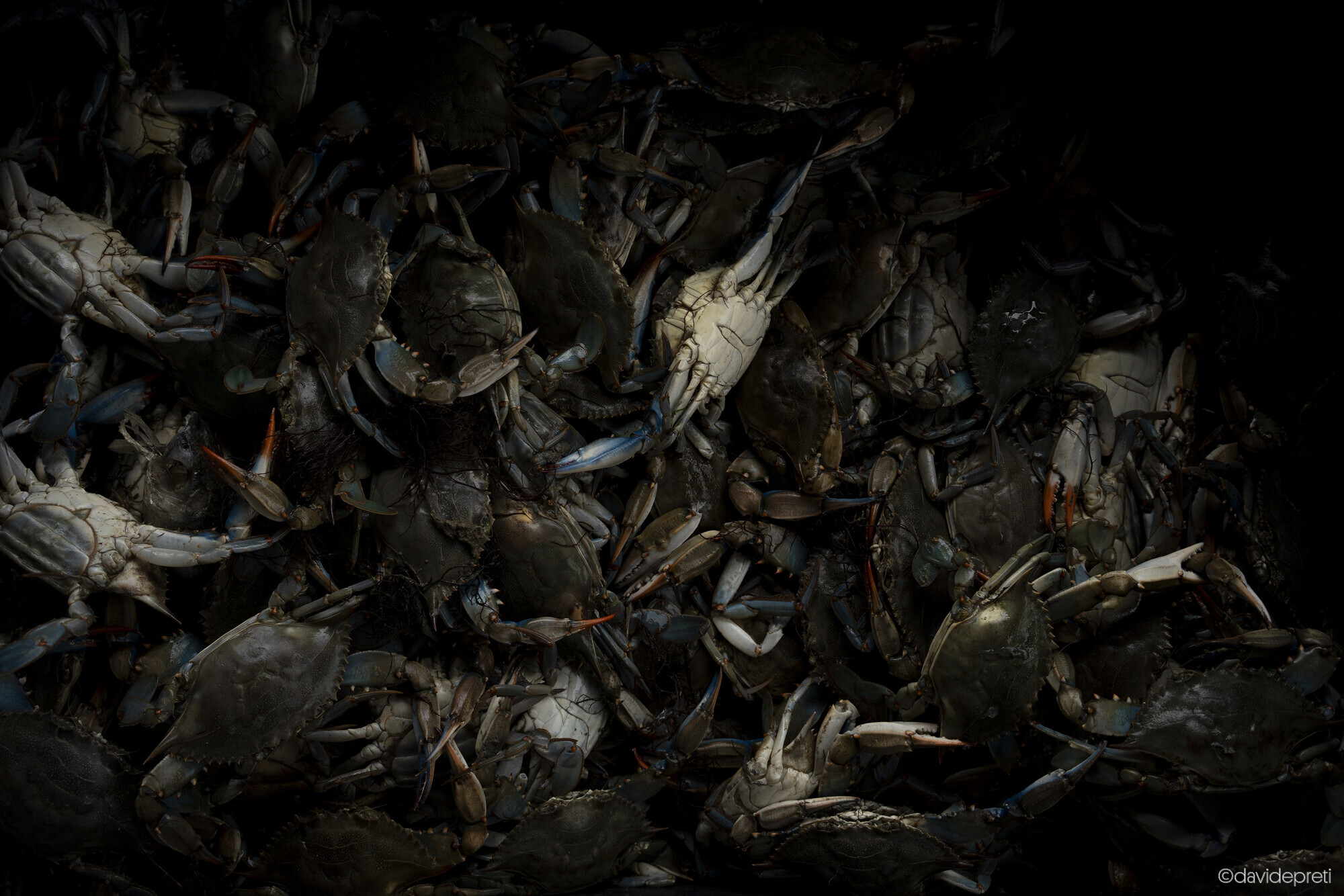 Blue Crab Blues