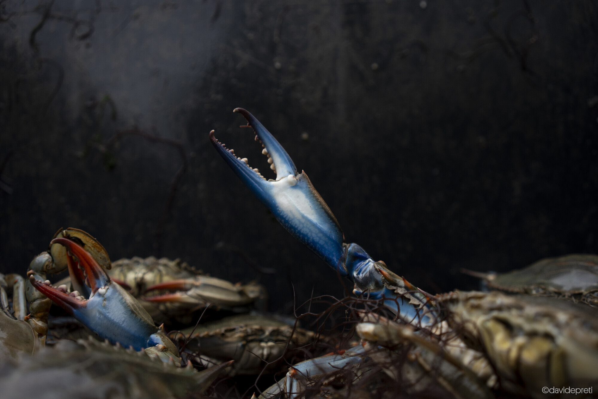 Scardovari Lagoon, Italy — December 4, 2024.

The claw of an invasive blue crab (Callinectes sapidus) — the crushing strength that has let this alien species devastate the local shellfish farms.

