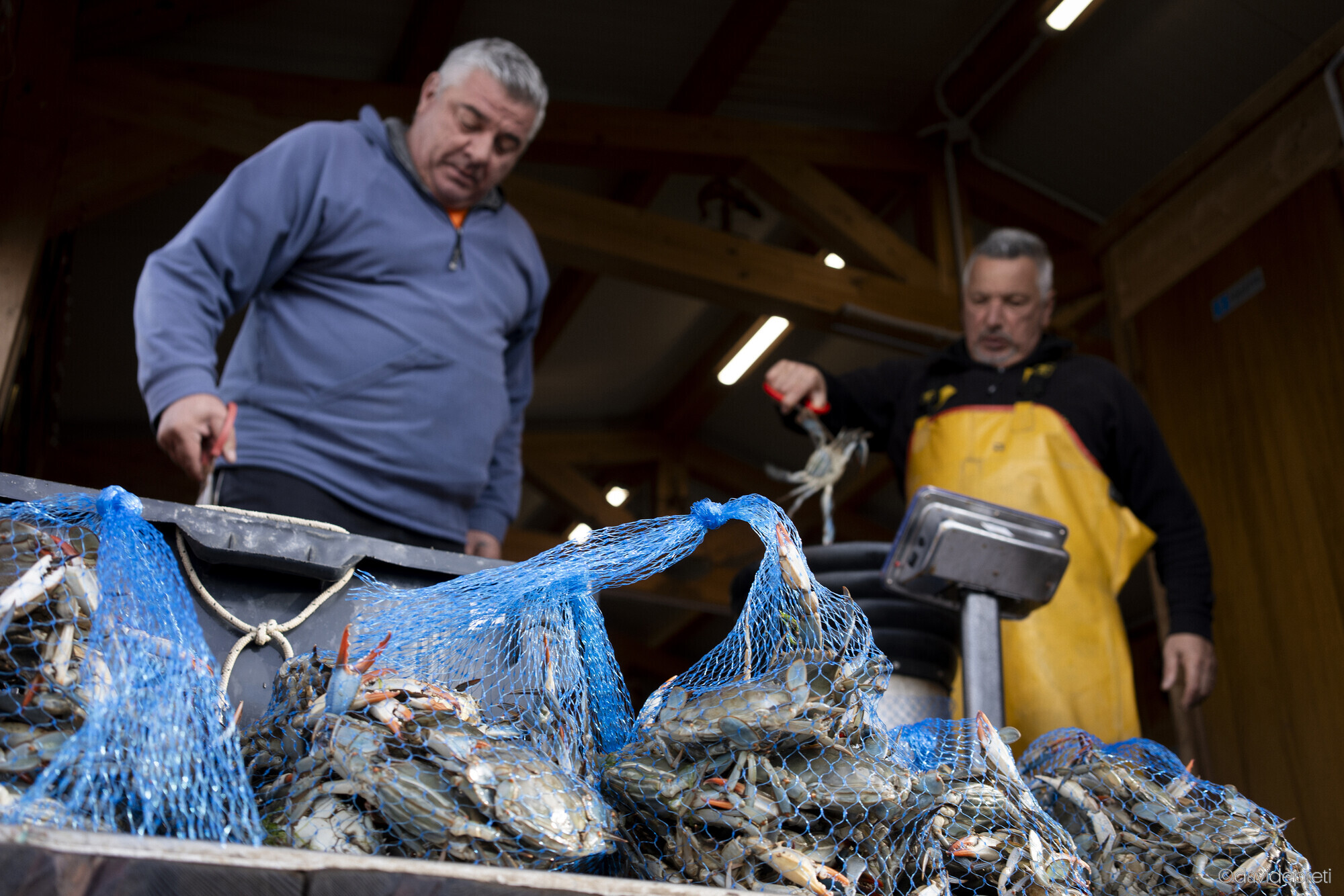 Scardovari Lagoon, Italy — March 12, 2025.

Massimo and his brother Moreno weighing and bagging blue crabs in three-kilogram batches for the local cooperative and commercial markets.
