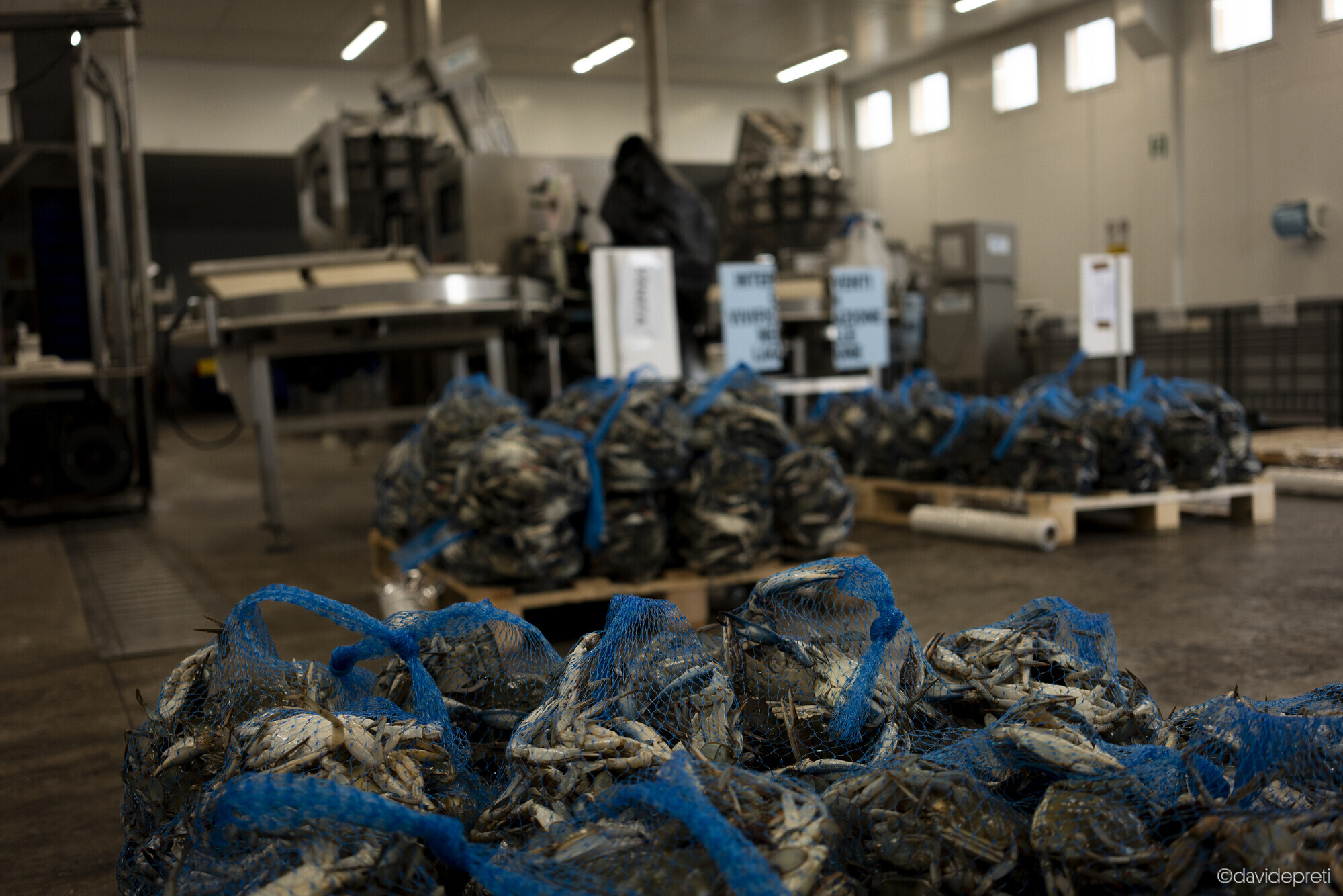 Scardovari Lagoon, Italy — November 8, 2024.

Bags of blue crabs packed for distribution to local markets, inside the Scardovari fishermen's cooperative.
